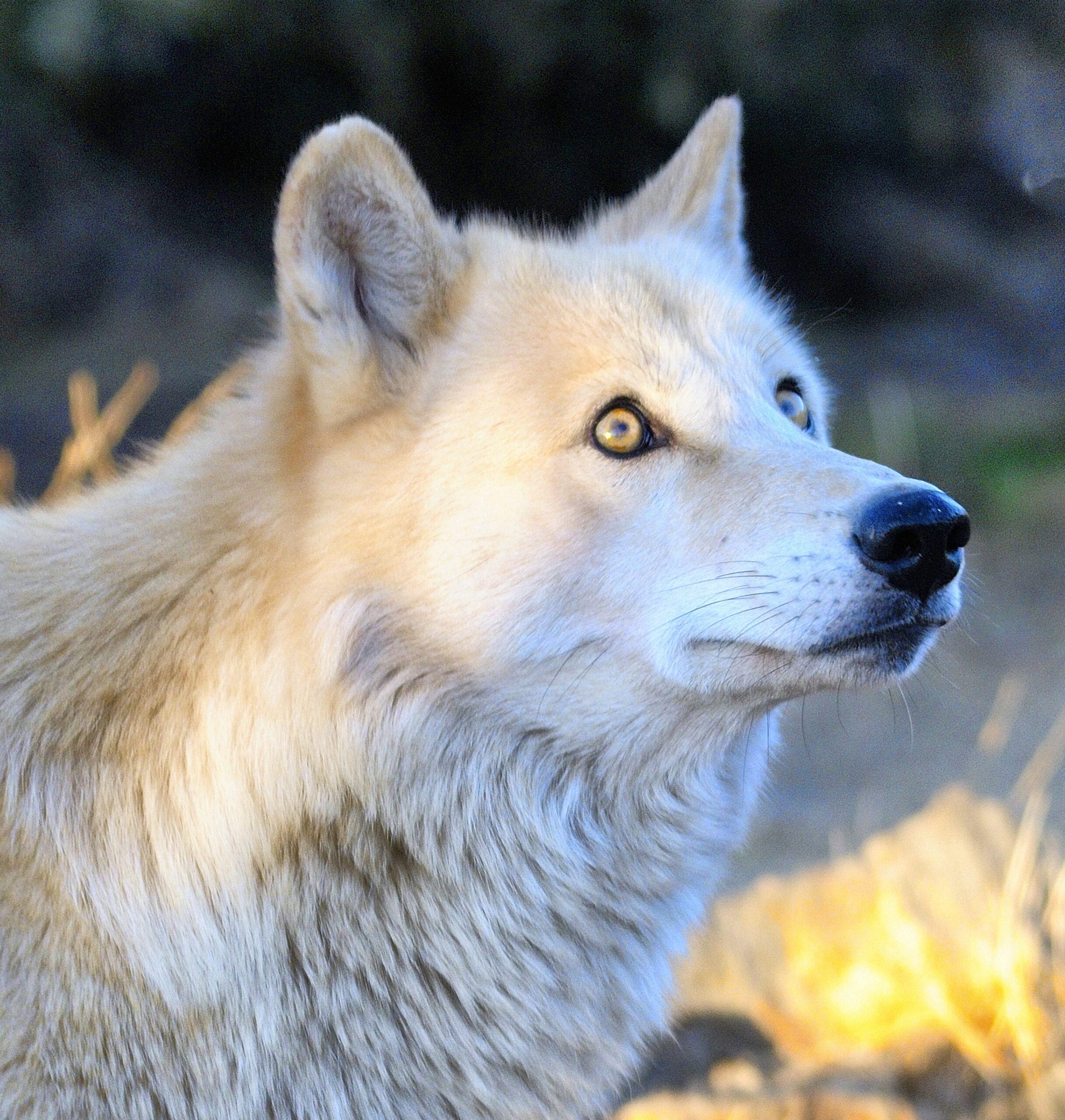 Dire Wolves