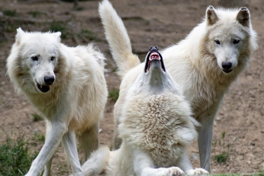 Dire Wolves